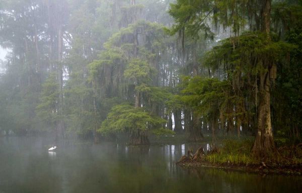 Louisiana, Lake Martin Great egret reflection